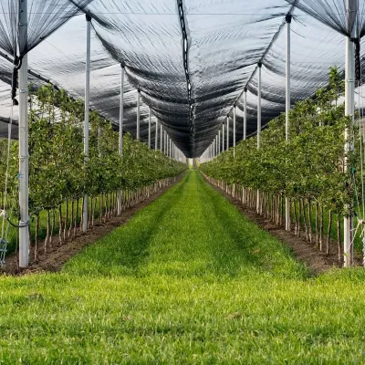 Dolu Filesi - Tülü (Overloklu)