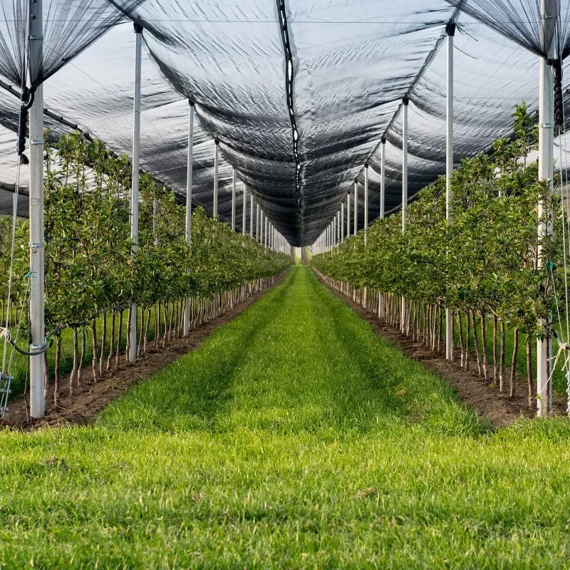 Dolu Filesi - Tülü (Overloklu) - 1