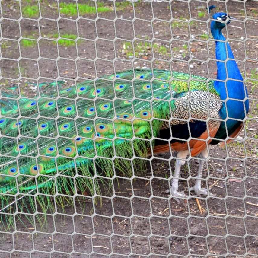 Hayvanat Bahçesi Filesi Ağı - 1