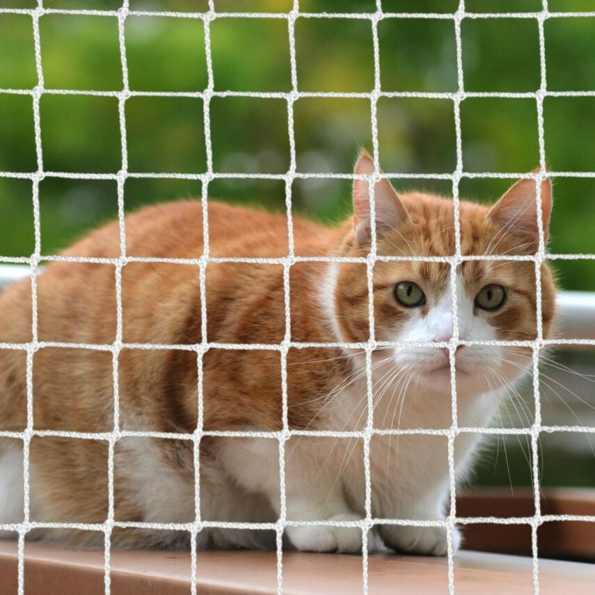 Kedi Filesi Beyaz (Overloklu) - 1